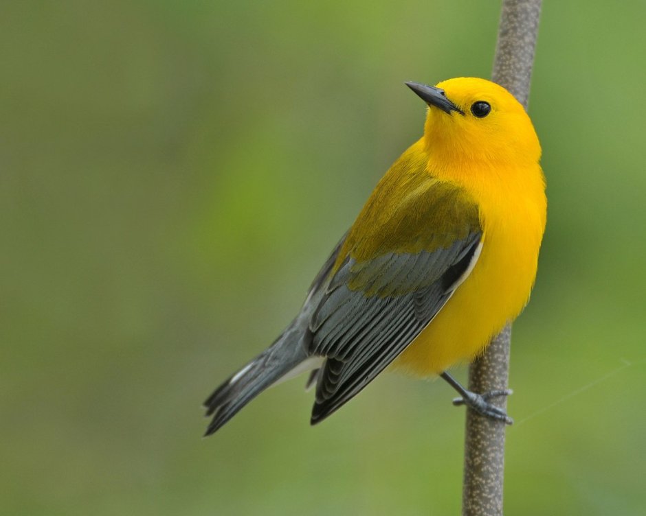 Yellow Warbler птица