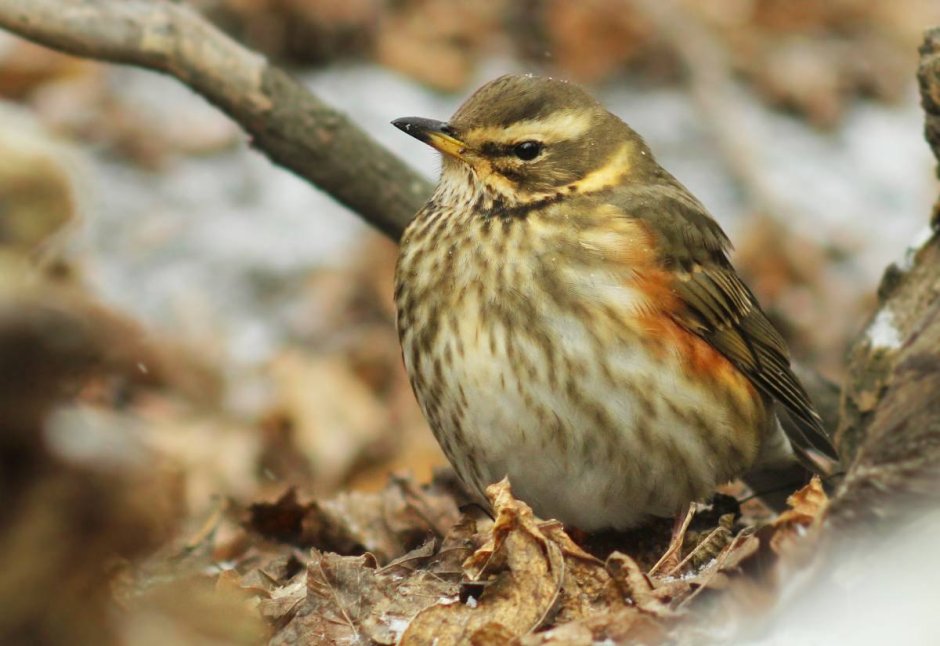 Белобровик обыкновенный – turdus Musicus (l., 1766)