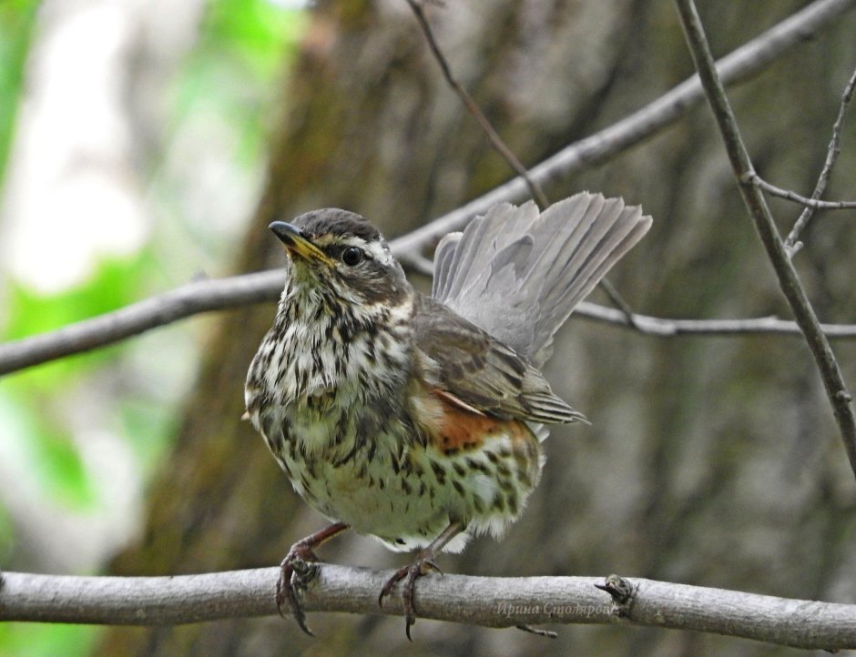 Дрозд-белобровик turdus iliacus