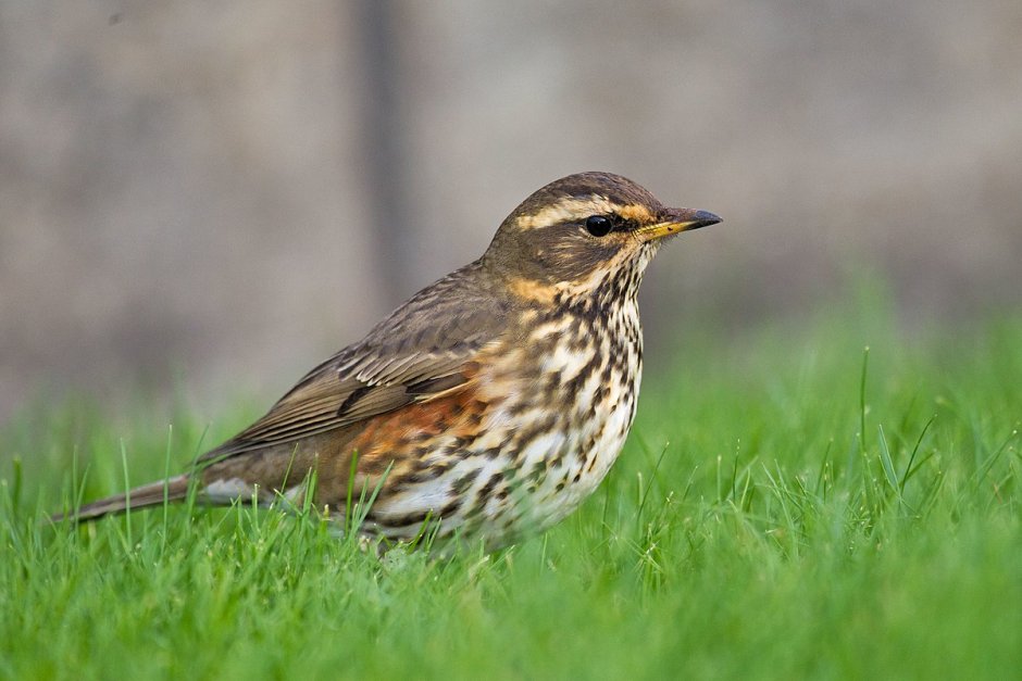 Дрозд-белобровик turdus iliacus