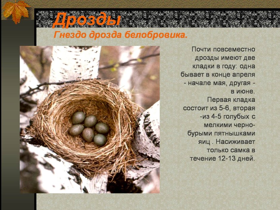 Белобровый Дрозд гнездо
