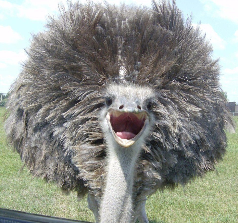 Emu фильм