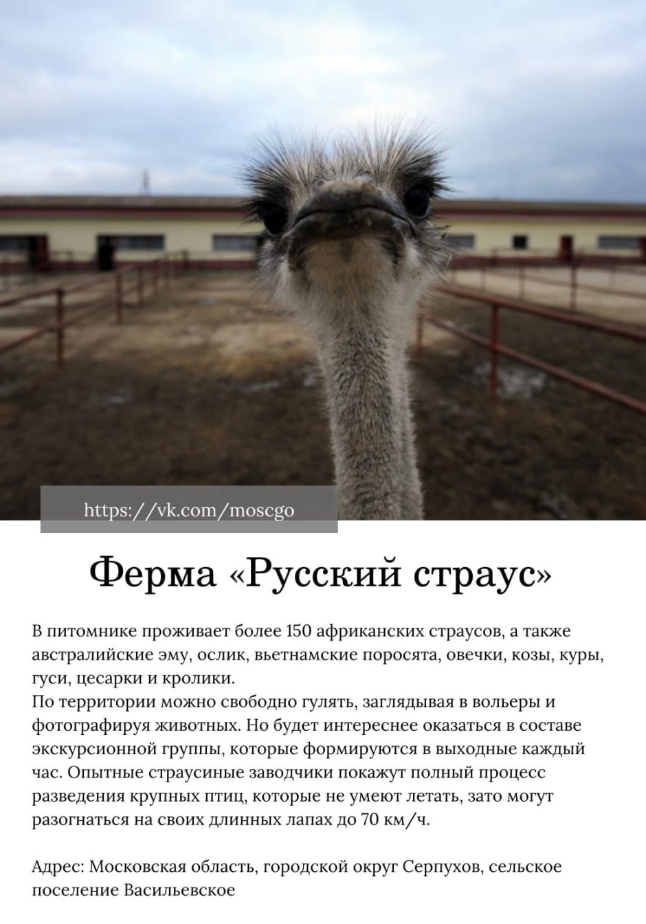 Страусиная ферма в Макарьево Нижегородской области