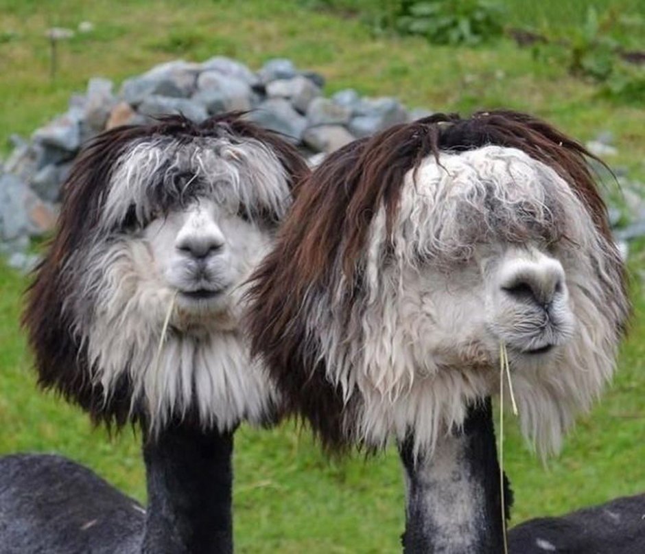 Альпака смешная