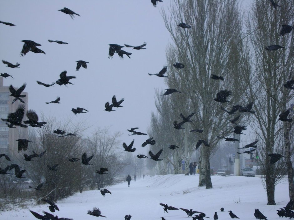 Вороны на снегу
