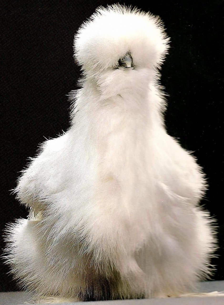 Китайская шелковая (Silkie Bantam)