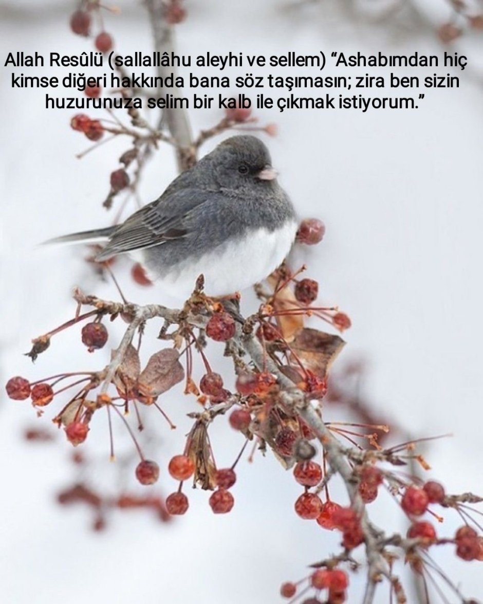 Птицы зимой