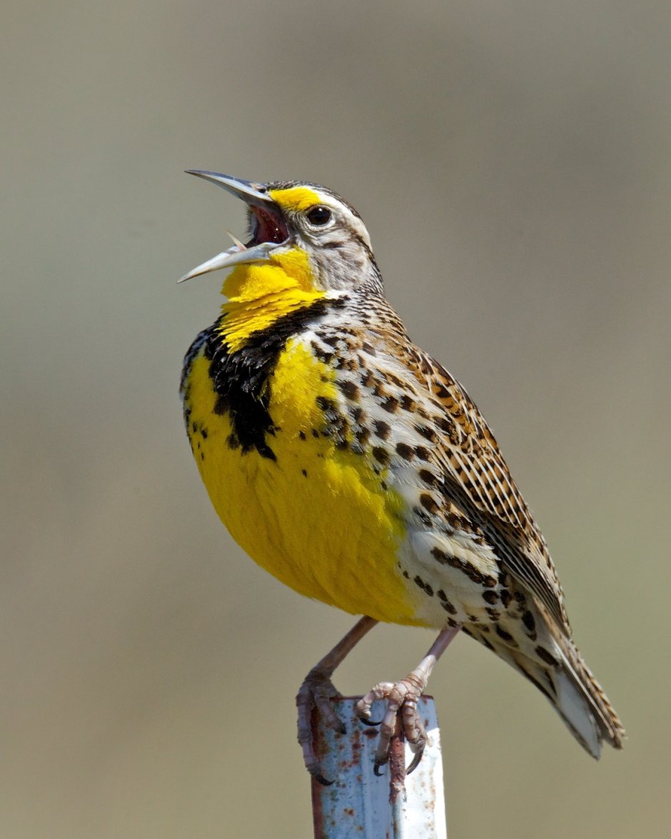 Meadowlark птица