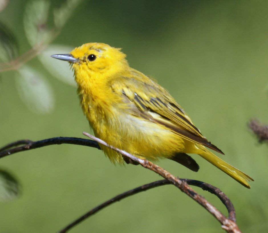 Yellow Warbler птица