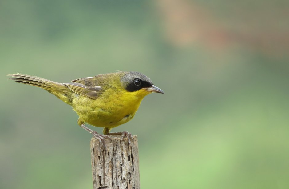 Yellow Warbler птица