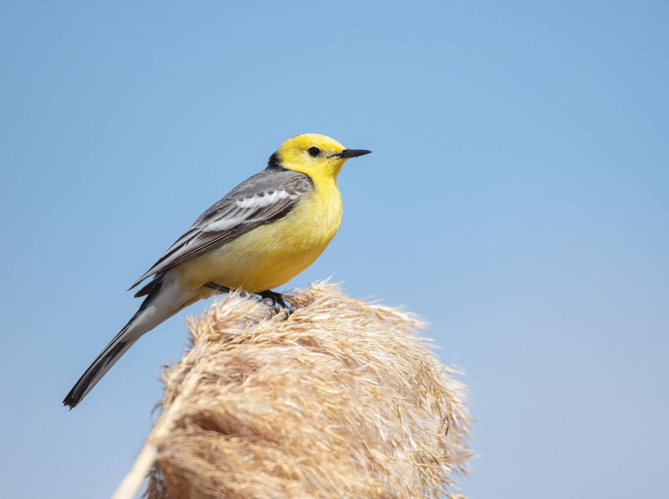 Желтоголовая трясогузка / Motacilla citreola