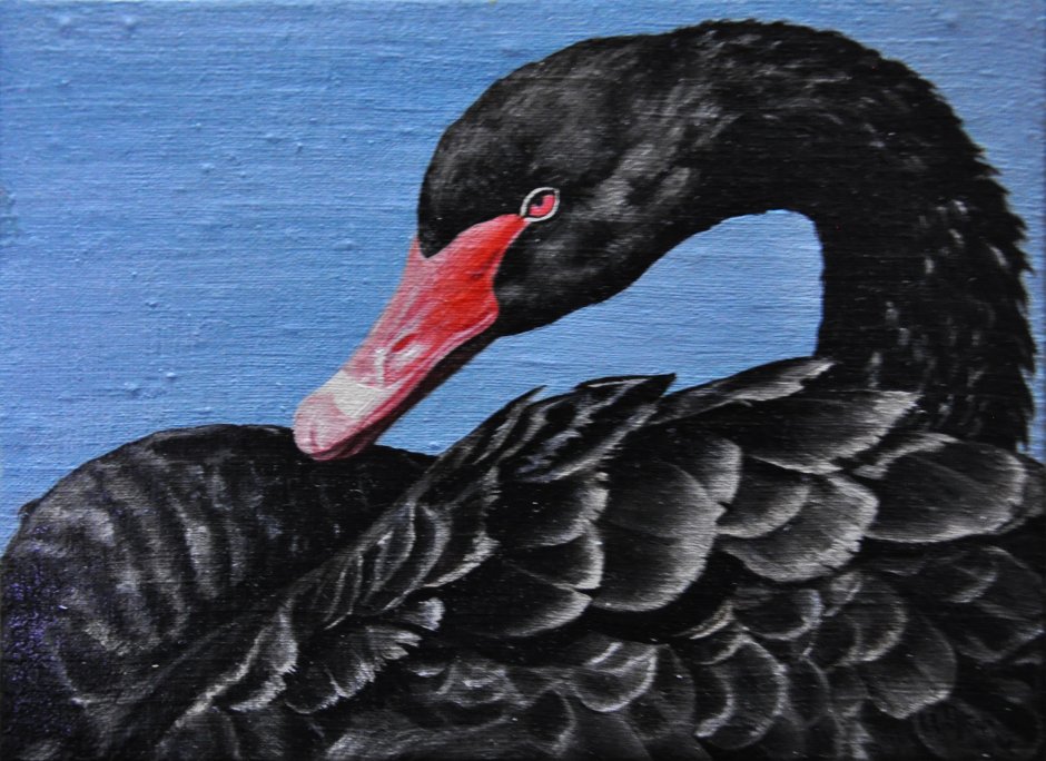 The Black Swan (Cygnus atratus)
