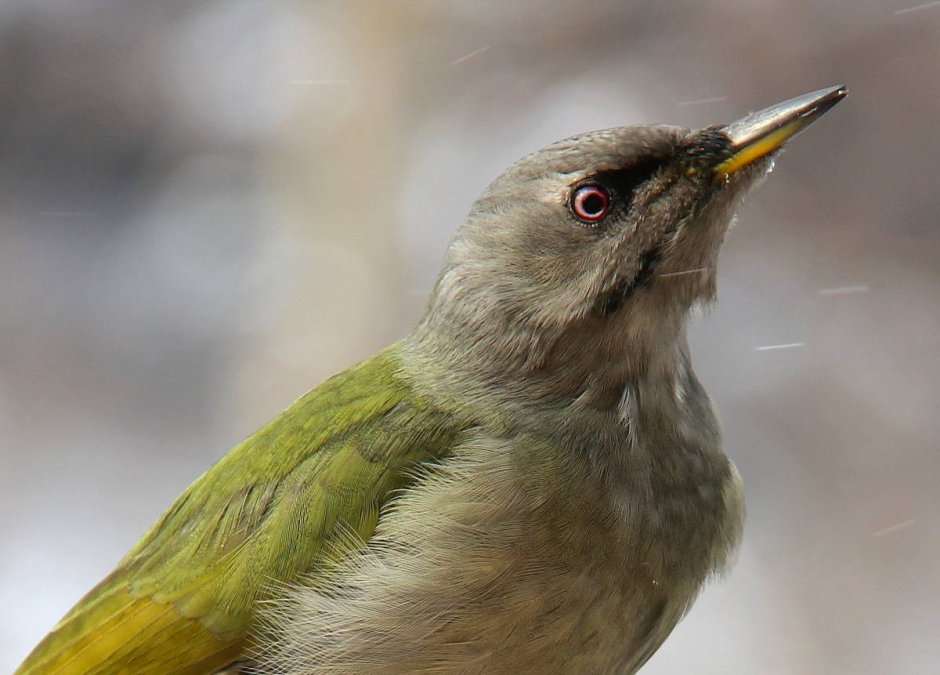 Picus canus