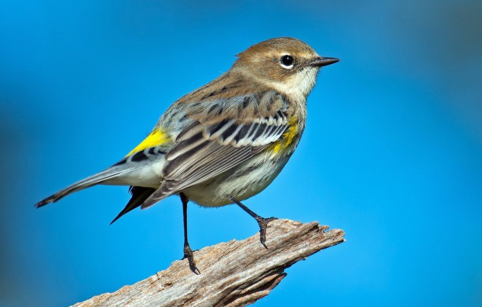 Птица Yellow Rumped Warbler