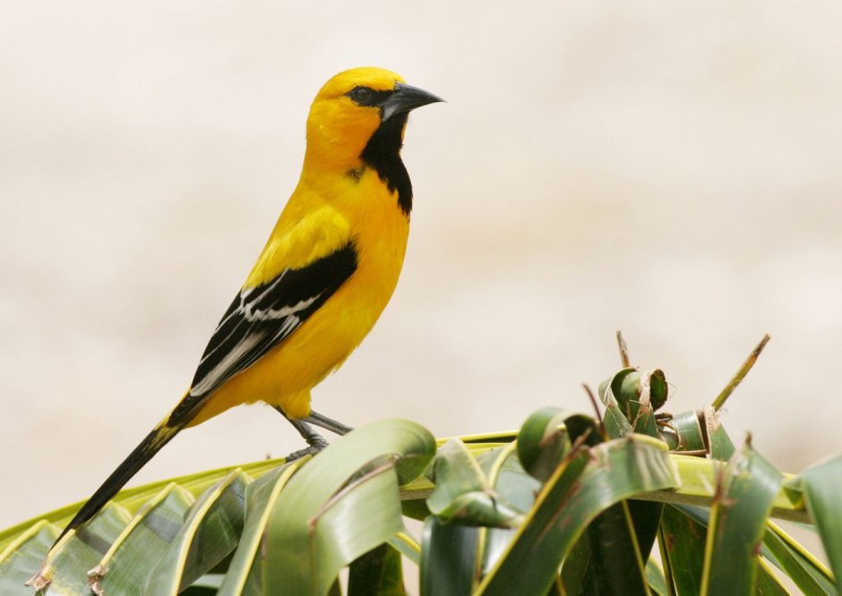 Yellow Oriole (Icterus nigrogularis)
