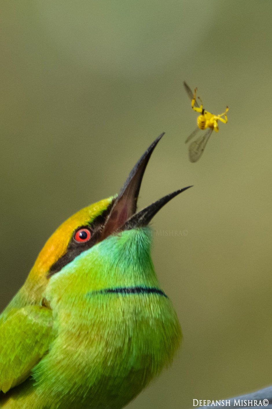 Bee Eater птица Green