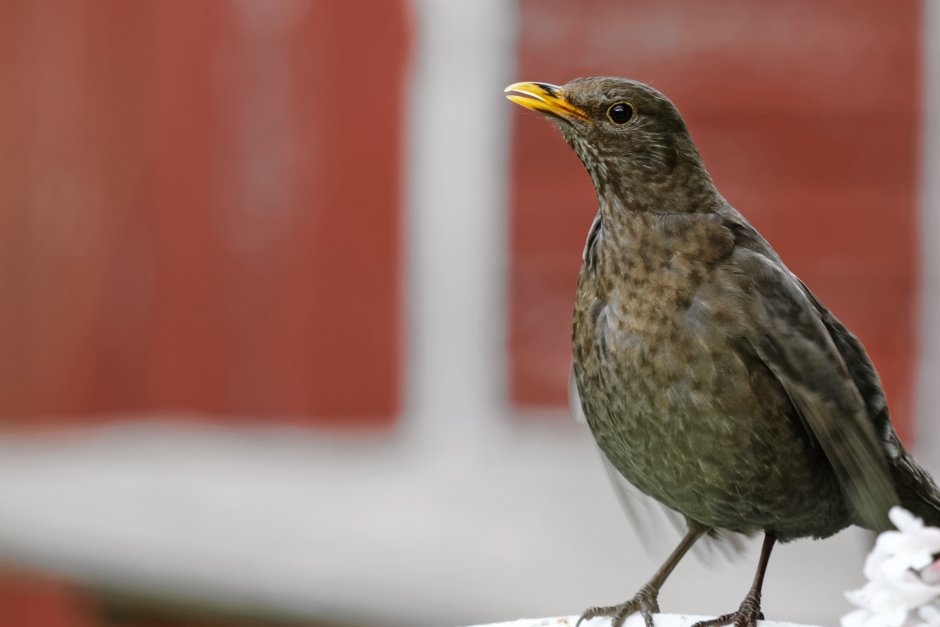 Turdus Merula самка