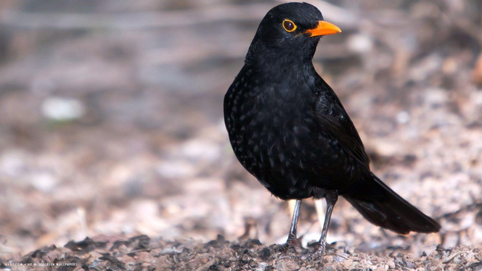 Blackbird черный Дрозд