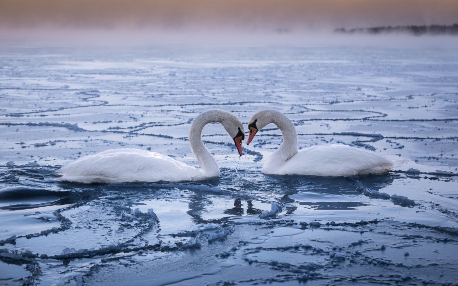 Лебеди в снегу