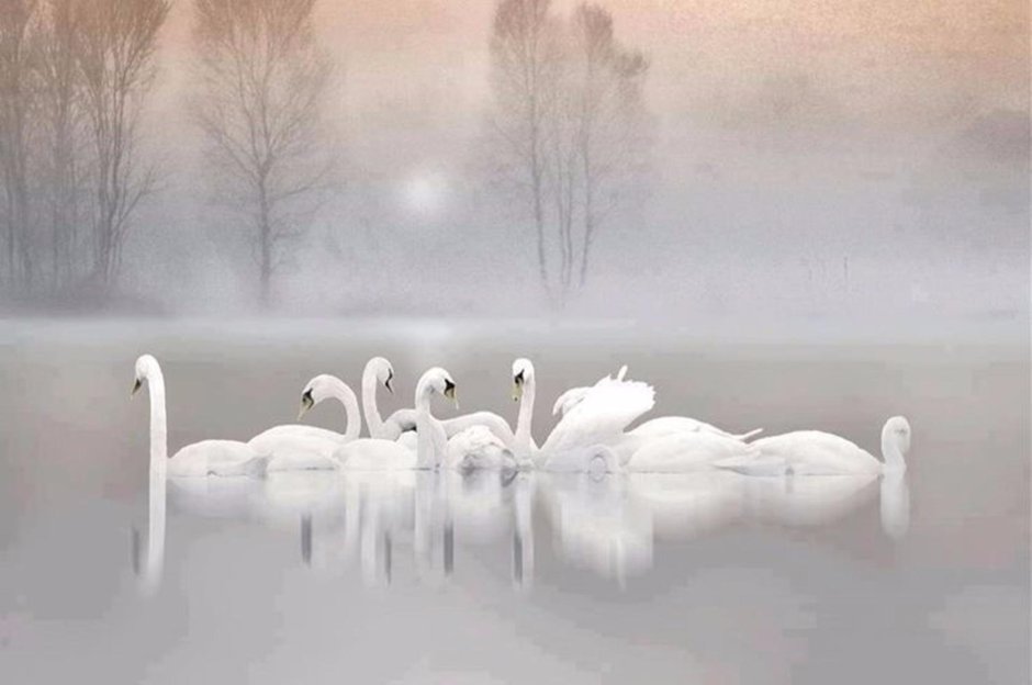 Зимний пейзаж с лебедями