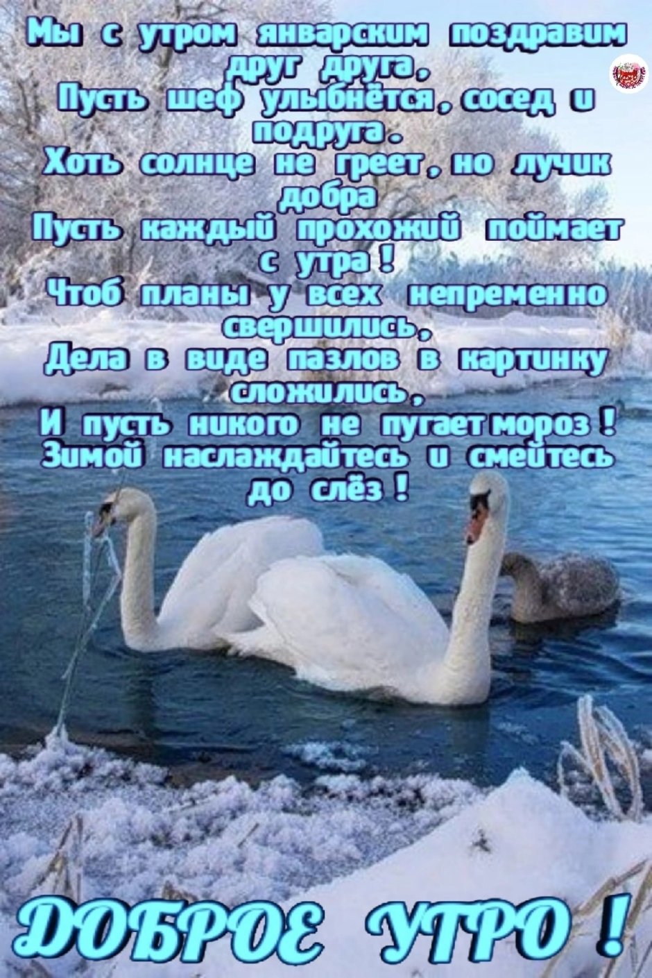 Лебеди зимой