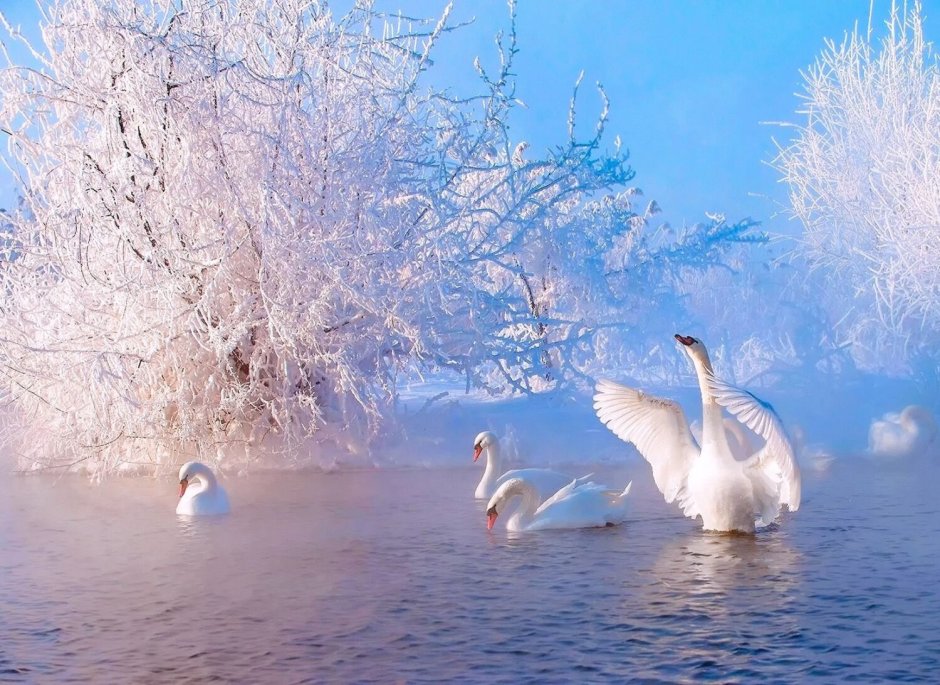 Лебеди в снегу