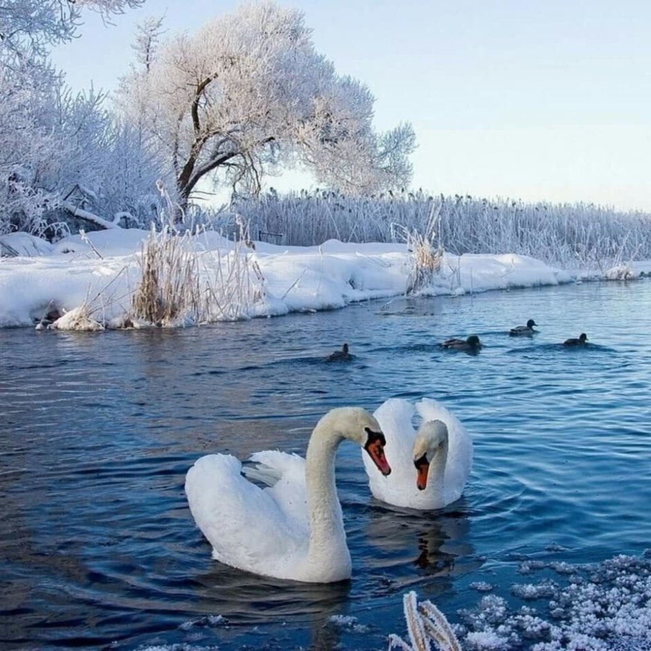 Лебедь на турецком