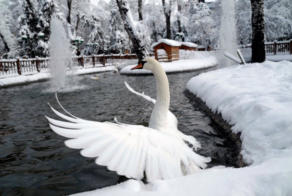 Лебеди зимой