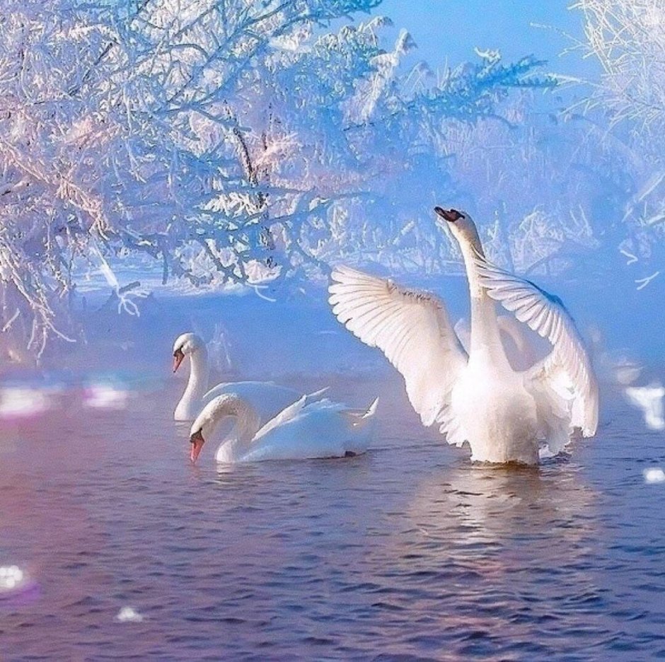 Лебеди в снегу