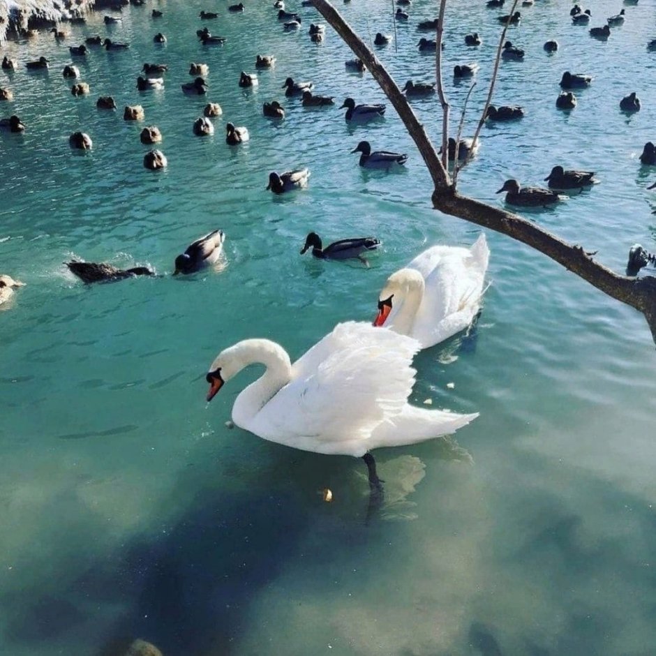 Белгород Шопино лебеди