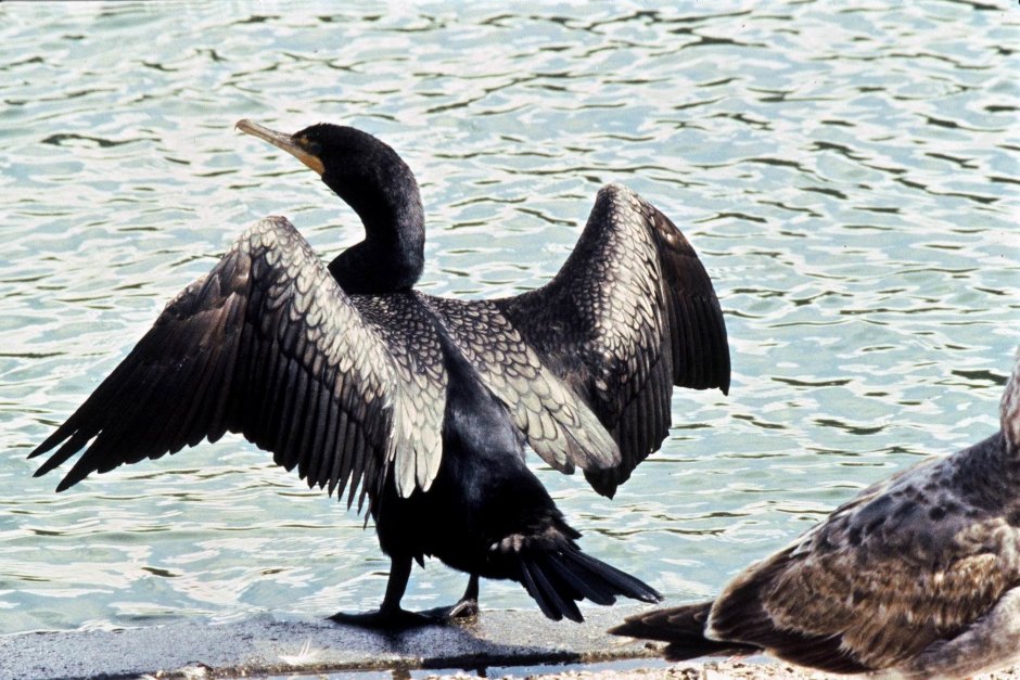 Cormorant Infant сочетание