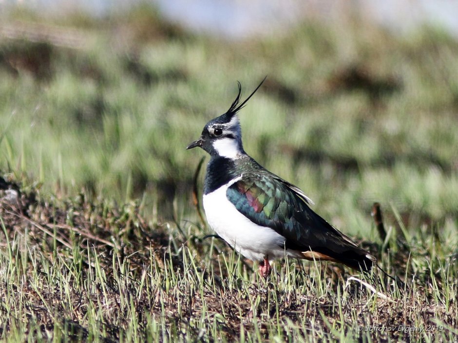 Чибис Vanellus Vanellus
