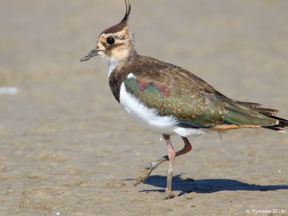 Чибис Vanellus Vanellus