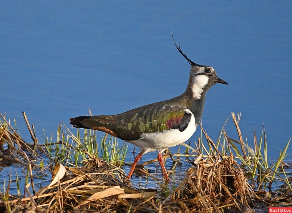 Чибис Vanellus Vanellus