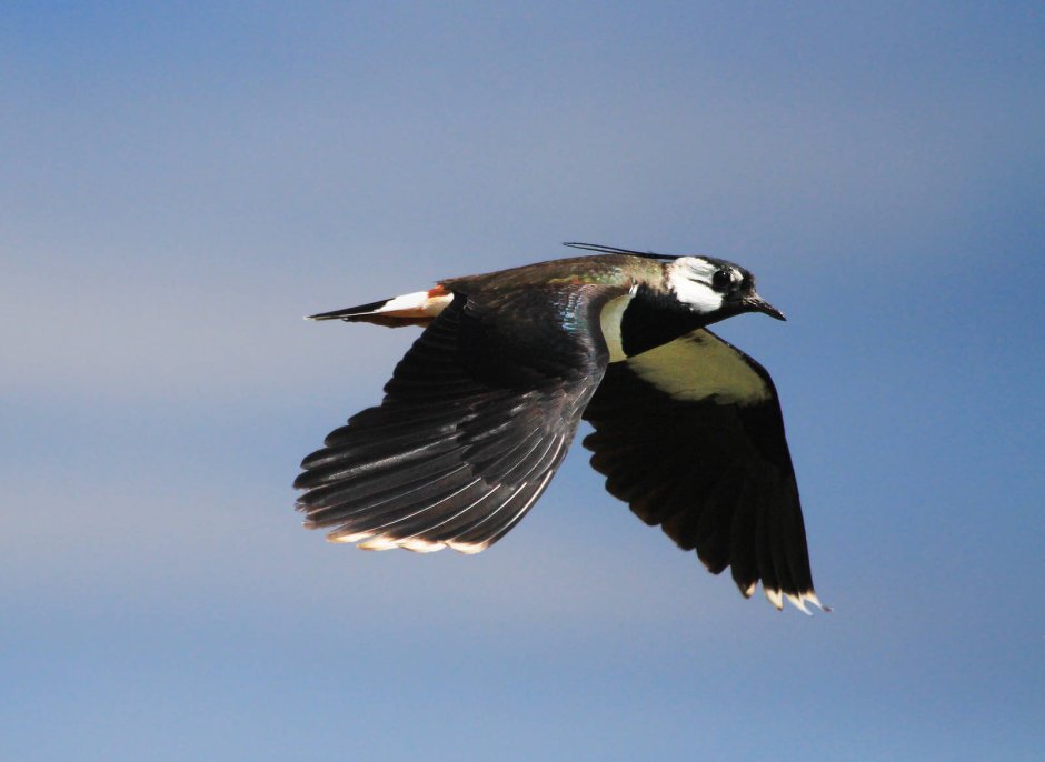 Чибис Vanellus Vanellus