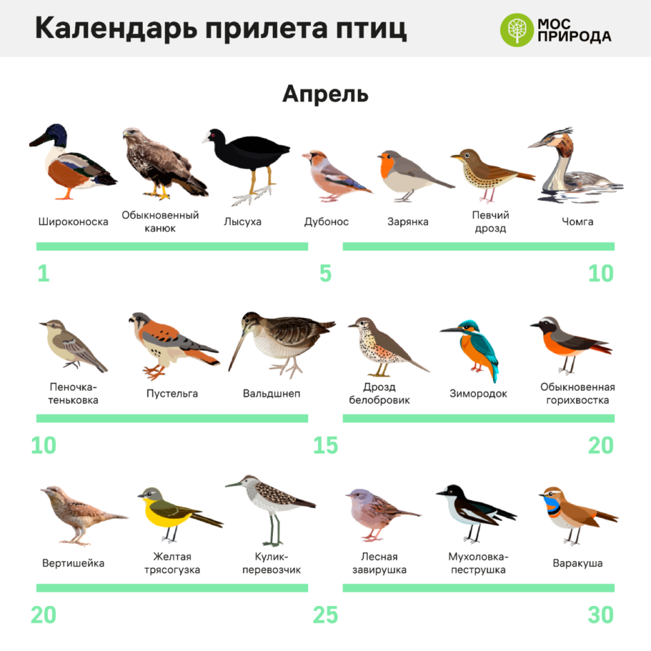 Перелетные птицы Хакасии