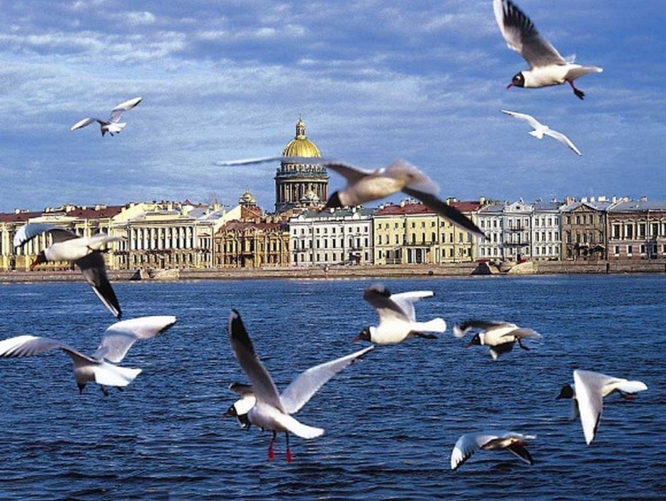Чайка Санкт-Петербург