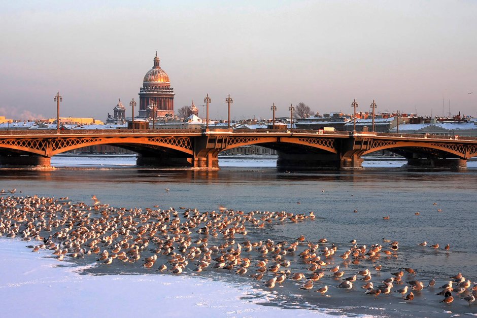 Нева Санкт-Петербург утки