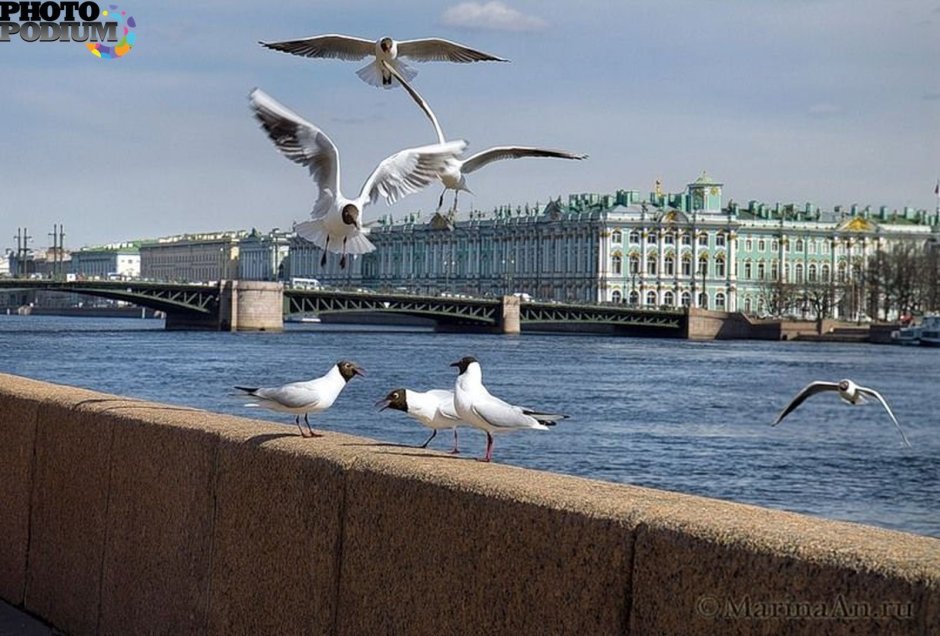 Санкт-Петербург Нева Чайки