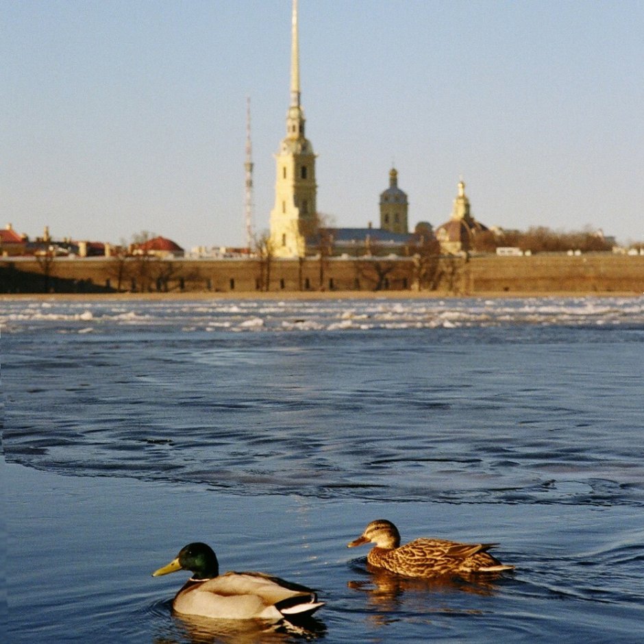 Нева Санкт-Петербург утки