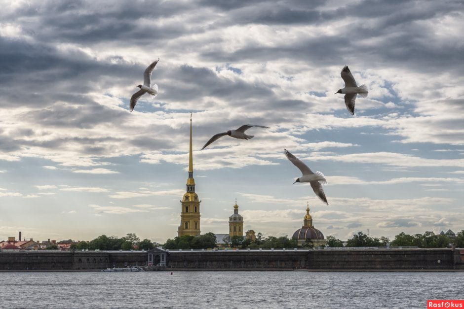 Санкт-Петербург Нева Чайки