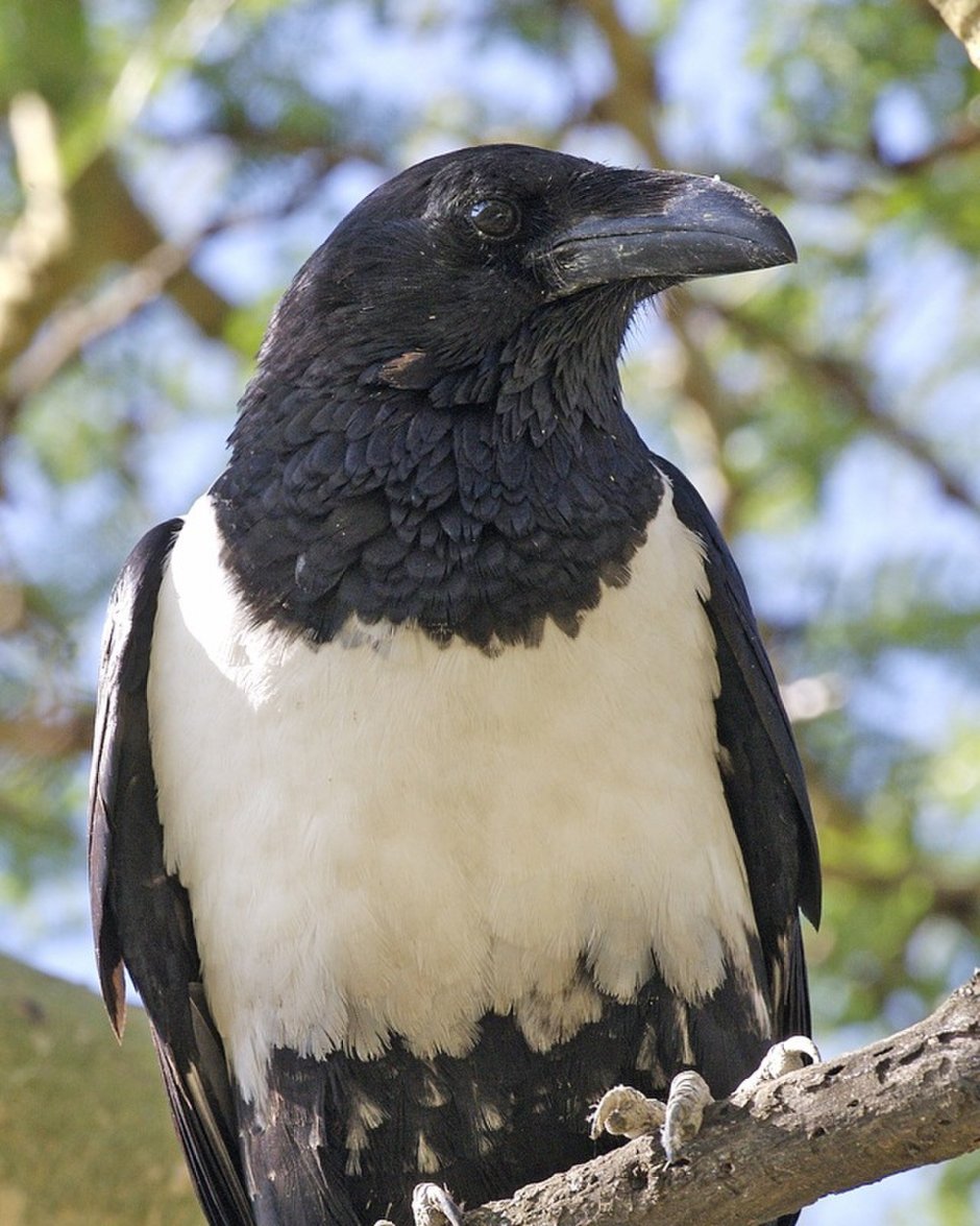 Albus Corvus