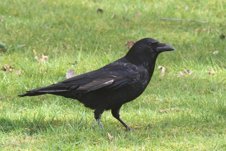 Carrion Comfort