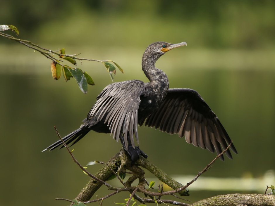 Neotropic Cormorant
