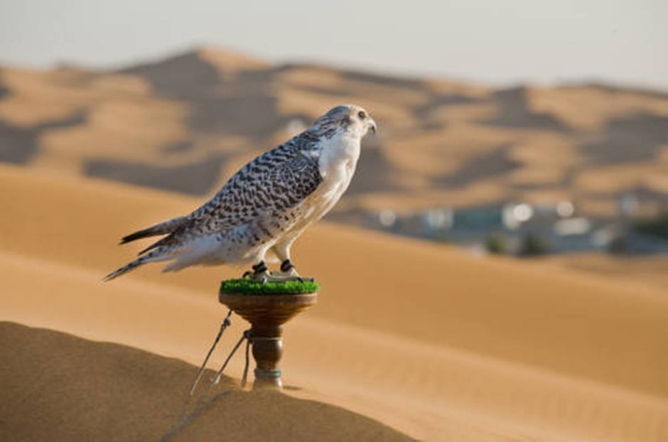 Desert Falcon