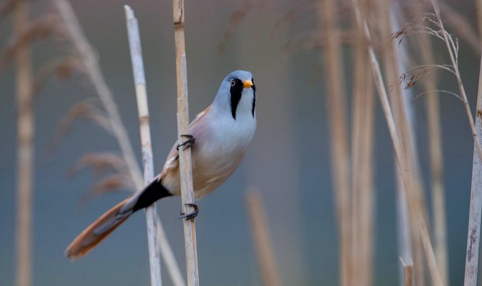 Tahmineh's beautiful Bird