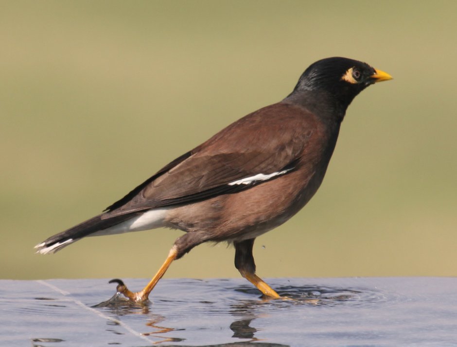 Acridotheres cristatellus