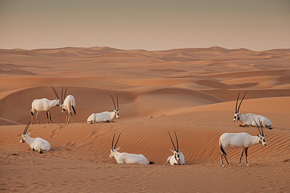 Дубайский пустынный заповедник Dubai Desert Conservation Reserve