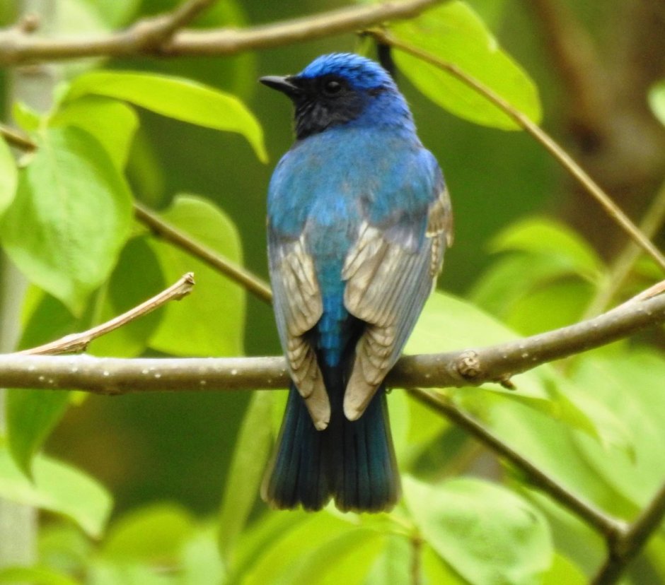 Cyanoptila cyanomelana