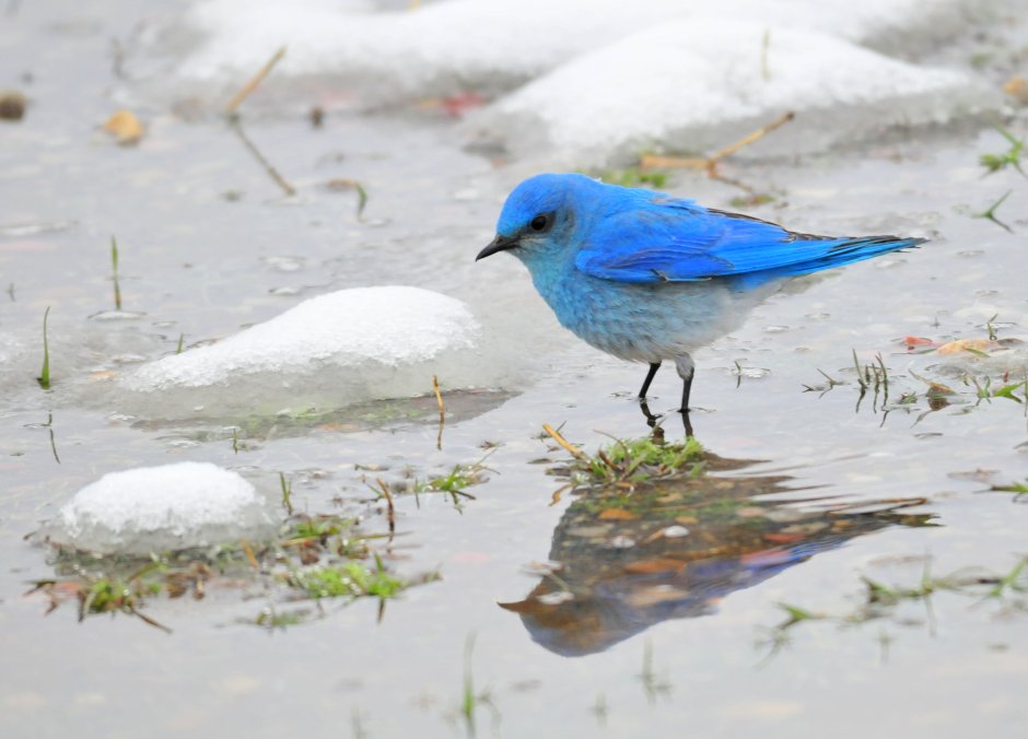 Голубые птицы и вода
